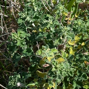 Marrubium vulgare at Boweya, VIC - 22 Sep 2024