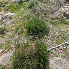 Isotoma axillaris (Australian Harebell, Showy Isotome) at Boweya, VIC - 22 Sep 2024 by Darcy