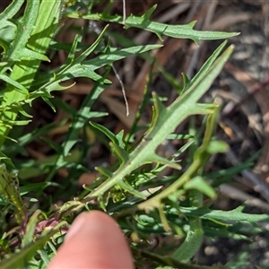 Isotoma axillaris at Boweya, VIC - 22 Sep 2024