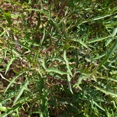 Isotoma axillaris at Boweya, VIC - 22 Sep 2024