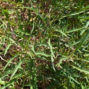 Isotoma axillaris at Boweya, VIC - 22 Sep 2024