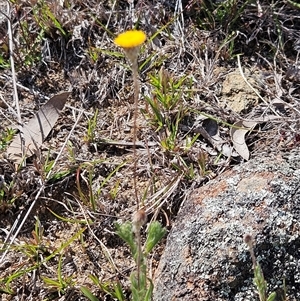 Leptorhynchos squamatus subsp. squamatus at Whitlam, ACT - 24 Sep 2024 11:27 AM