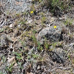 Leptorhynchos squamatus subsp. squamatus at Whitlam, ACT - 24 Sep 2024 11:27 AM