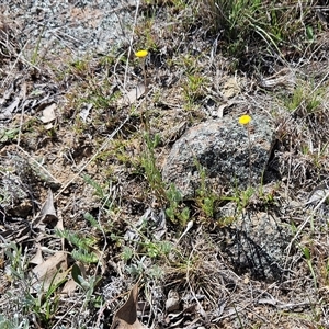 Leptorhynchos squamatus subsp. squamatus at Whitlam, ACT - 24 Sep 2024 11:27 AM