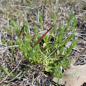 Leptorhynchos squamatus subsp. squamatus at Whitlam, ACT - 24 Sep 2024 11:27 AM