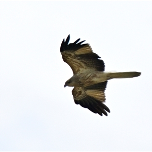 Haliastur sphenurus at Fyshwick, ACT - 24 Sep 2024 11:22 AM