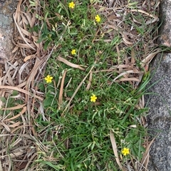 Oxalis perennans (Grassland Wood Sorrel) at Boweya, VIC - 22 Sep 2024 by Darcy