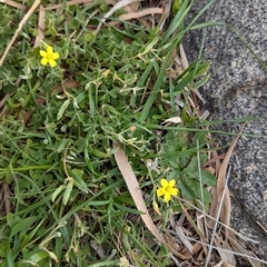 Oxalis perennans at Boweya, VIC - 22 Sep 2024