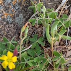 Oxalis perennans at Boweya, VIC - 22 Sep 2024