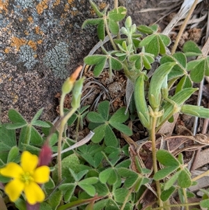 Oxalis perennans at Boweya, VIC - 22 Sep 2024