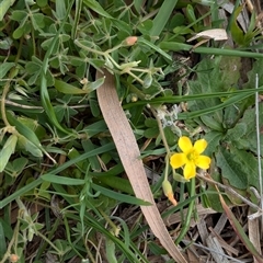 Oxalis perennans at Boweya, VIC - 22 Sep 2024 01:02 PM