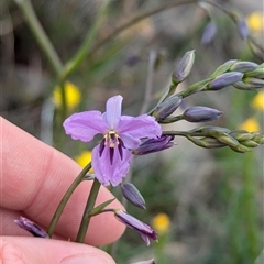 Arthropodium strictum (Chocolate Lily) at Boweya, VIC - 22 Sep 2024 by Darcy