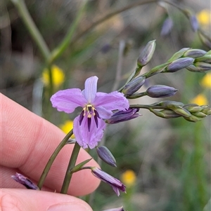 Arthropodium strictum at Boweya, VIC - 22 Sep 2024