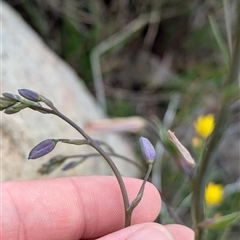 Arthropodium strictum at Boweya, VIC - 22 Sep 2024