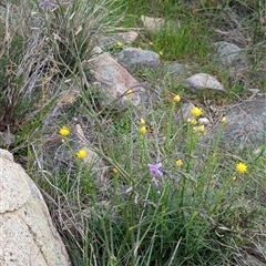 Arthropodium strictum at Boweya, VIC - 22 Sep 2024