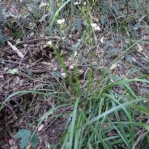 Libertia paniculata at Tanja, NSW - 18 Sep 2024