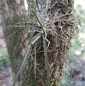 Sarcochilus hillii at Tanja, NSW - suppressed