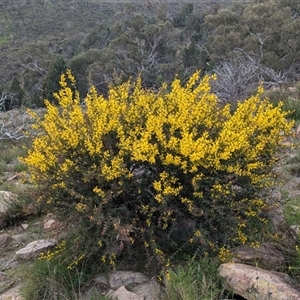 Acacia triptera (Spur-wing Wattle) at Boweya, VIC by Darcy