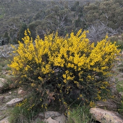 Acacia triptera (Spur-wing Wattle) at Boweya, VIC - 22 Sep 2024 by Darcy