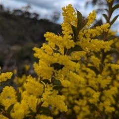 Acacia triptera at Boweya, VIC - suppressed