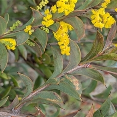 Acacia triptera at Boweya, VIC - suppressed