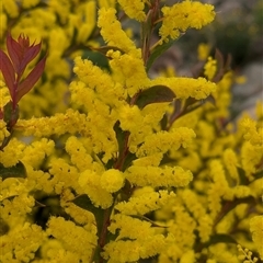 Acacia triptera at Boweya, VIC - 22 Sep 2024