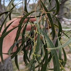 Acacia implexa (Hickory Wattle, Lightwood) at Boweya, VIC - 22 Sep 2024 by Darcy