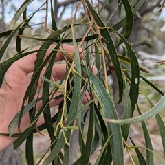 Acacia implexa at Boweya, VIC - 22 Sep 2024