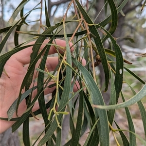 Acacia implexa at Boweya, VIC - 22 Sep 2024 01:07 PM