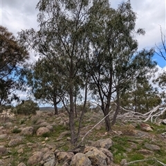 Acacia implexa at Boweya, VIC - 22 Sep 2024