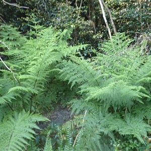 Pteris tremula at Wonboyn, NSW - 18 Sep 2024