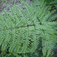 Pteris tremula at Wonboyn, NSW - 18 Sep 2024