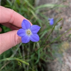 Wahlenbergia stricta subsp. stricta at Boweya, VIC - 22 Sep 2024 by Darcy