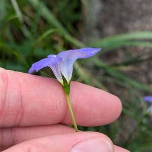 Wahlenbergia stricta subsp. stricta at Boweya, VIC - 22 Sep 2024