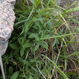 Wahlenbergia stricta subsp. stricta at Boweya, VIC - 22 Sep 2024