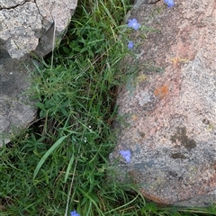 Wahlenbergia stricta subsp. stricta at Boweya, VIC - 22 Sep 2024