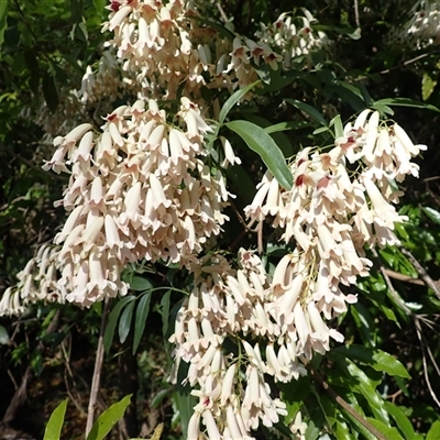 Pandorea pandorana (Wonga Wonga Vine) at Cathcart, NSW - 19 Sep 2024 by plants