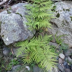 Pteris tremula (Tender Brake) at Cathcart, NSW - 18 Sep 2024 by plants