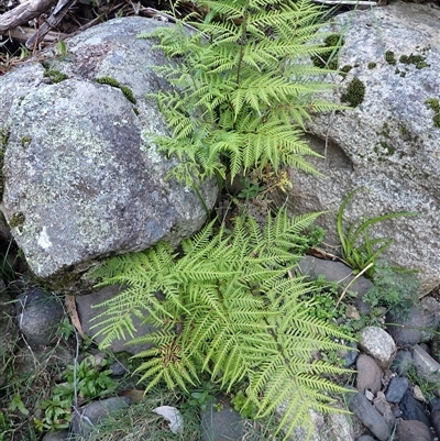 Pteris tremula (Tender Brake) at Cathcart, NSW - 18 Sep 2024 by plants