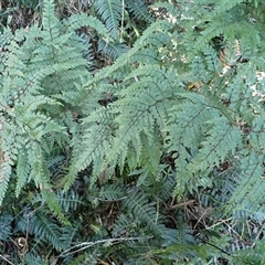 Adiantum formosum (Black Stem, Black-stem Maidenhair) at Cathcart, NSW - 18 Sep 2024 by plants