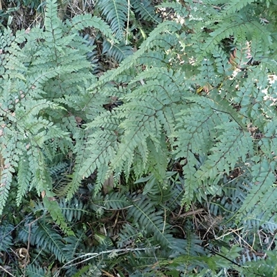 Adiantum formosum (Black Stem, Black-stem Maidenhair) at Cathcart, NSW - 18 Sep 2024 by plants