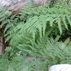 Pteris tremula (Tender Brake) at Cathcart, NSW - 19 Sep 2024 by plants