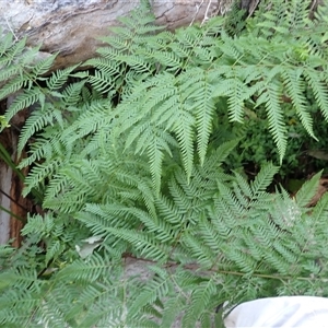 Pteris tremula at Cathcart, NSW - 19 Sep 2024 09:22 AM