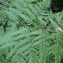 Pteris tremula at Cathcart, NSW - 19 Sep 2024 09:22 AM