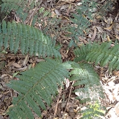 Polystichum proliferum (Mother Shield Fern) at Mount Darragh, NSW - 19 Sep 2024 by plants