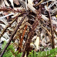 Polystichum proliferum at Mount Darragh, NSW - 19 Sep 2024