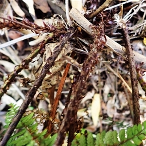 Polystichum proliferum at Mount Darragh, NSW - 19 Sep 2024 10:21 AM