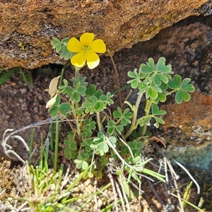 Oxalis thompsoniae at Whitlam, ACT - 24 Sep 2024