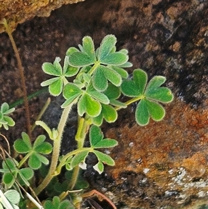 Oxalis thompsoniae at Whitlam, ACT - 24 Sep 2024