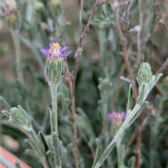 Senecio quadridentatus at Boweya, VIC - 22 Sep 2024 by Darcy